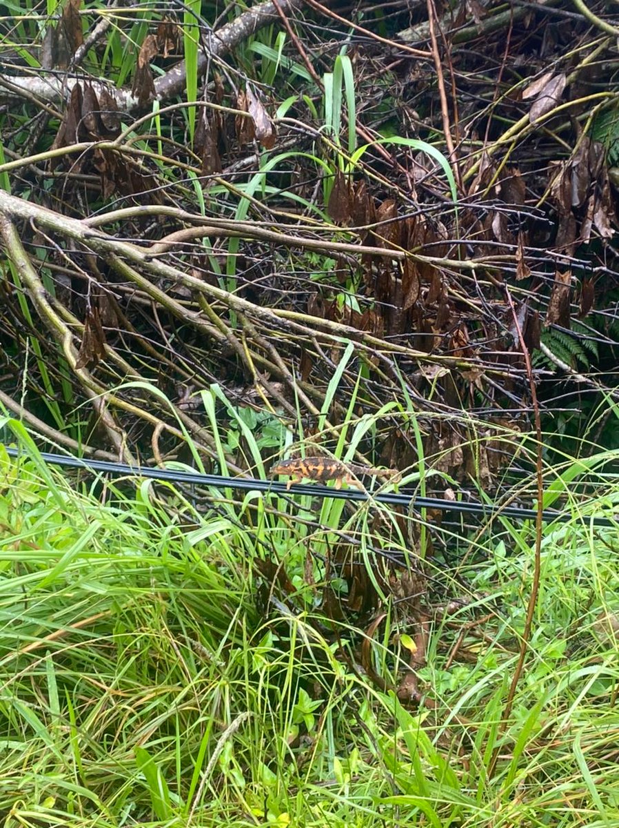 Aujourd'hui clap de fin des #Renforts de métropole a la Réunion, un super moment d'entraide, d'échange et d'humain. Milles merci à <a href="/OrangeReunion/">Orange Réunion</a> pour l'accueil ! Merci également a  <a href="/OrangeNvAquit/">Orange Nouvelle Aquitaine</a> pour cette opportunité professionnelle enrichissante ! <a href="/olivierdefosse/">Olivier Defosse</a> <a href="/eric_grand/">eric grand</a>