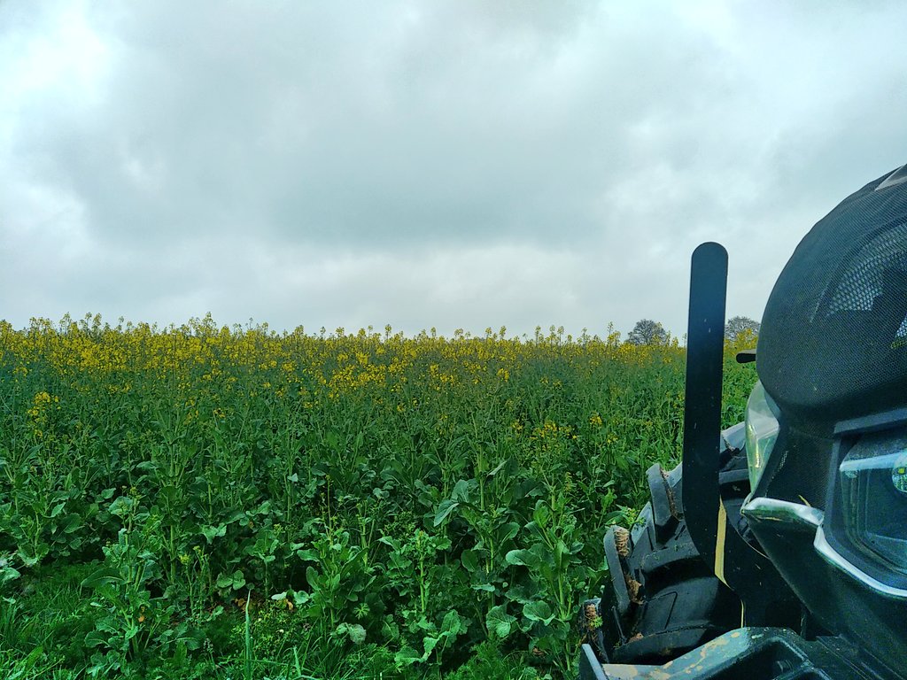 sylagri's tweet photo. Début floraison pour les #Colza22 ça s'annonce pas mal .👀 https://t.co/xQ2o9nb3UX