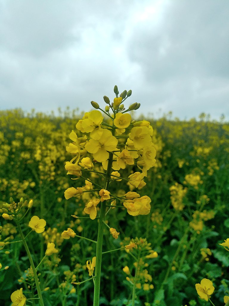 sylagri's tweet photo. Début floraison pour les #Colza22 ça s'annonce pas mal .👀 https://t.co/xQ2o9nb3UX