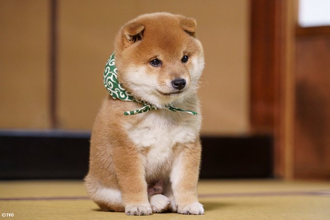 小型犬 超小型犬の種類や特徴まとめ 性格や寿命 飼い方のポイントも紹介 わんわんナビ