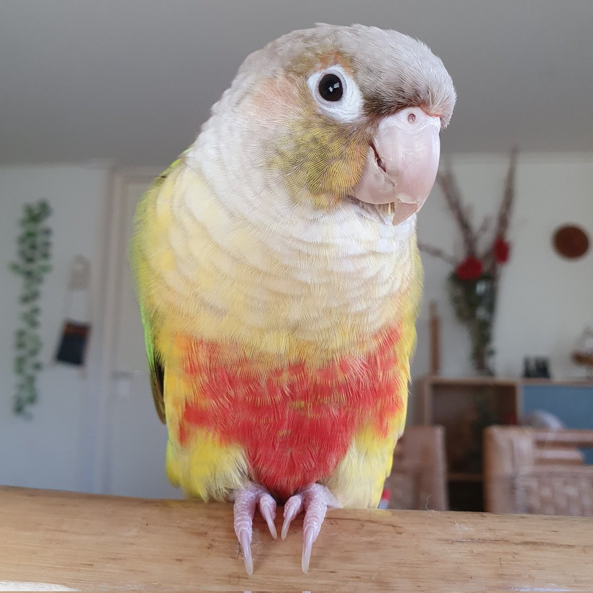 Goodmorning Twitter!🌞💚 #greencheekconure #conure #parrot #birbtwitter #birds #birdwatching  #parrots  #birdsoftwitter #parrotsoftwitter #birdphotography #birdpics #cute #cuteanimals #pets #petsoftwitter #cutepets #goodmorning  #GoodMorningTwitterWorld #GoodMorningEveryone