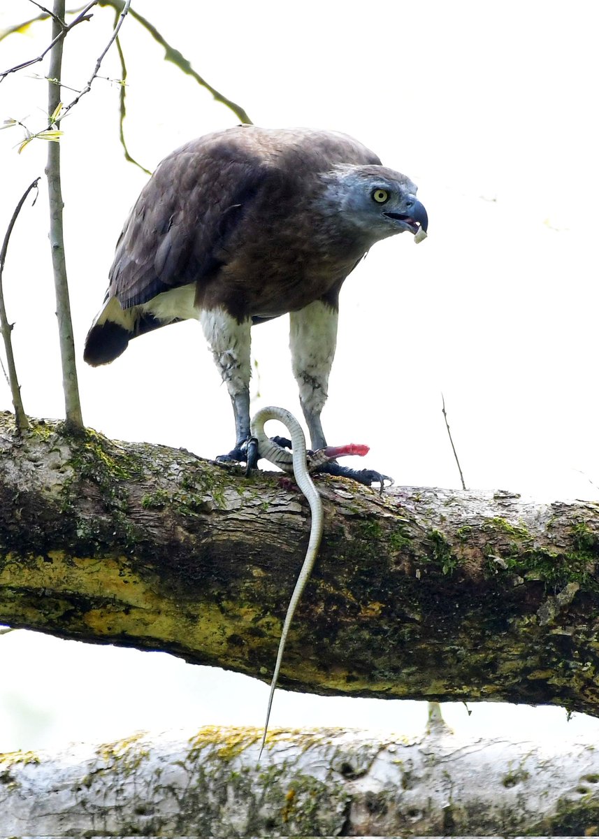 bijuboro1981's tweet photo. #greyheaded #fisheagle #snake #food #KazirangaNationalPark https://t.co/OlJEaIiz47
