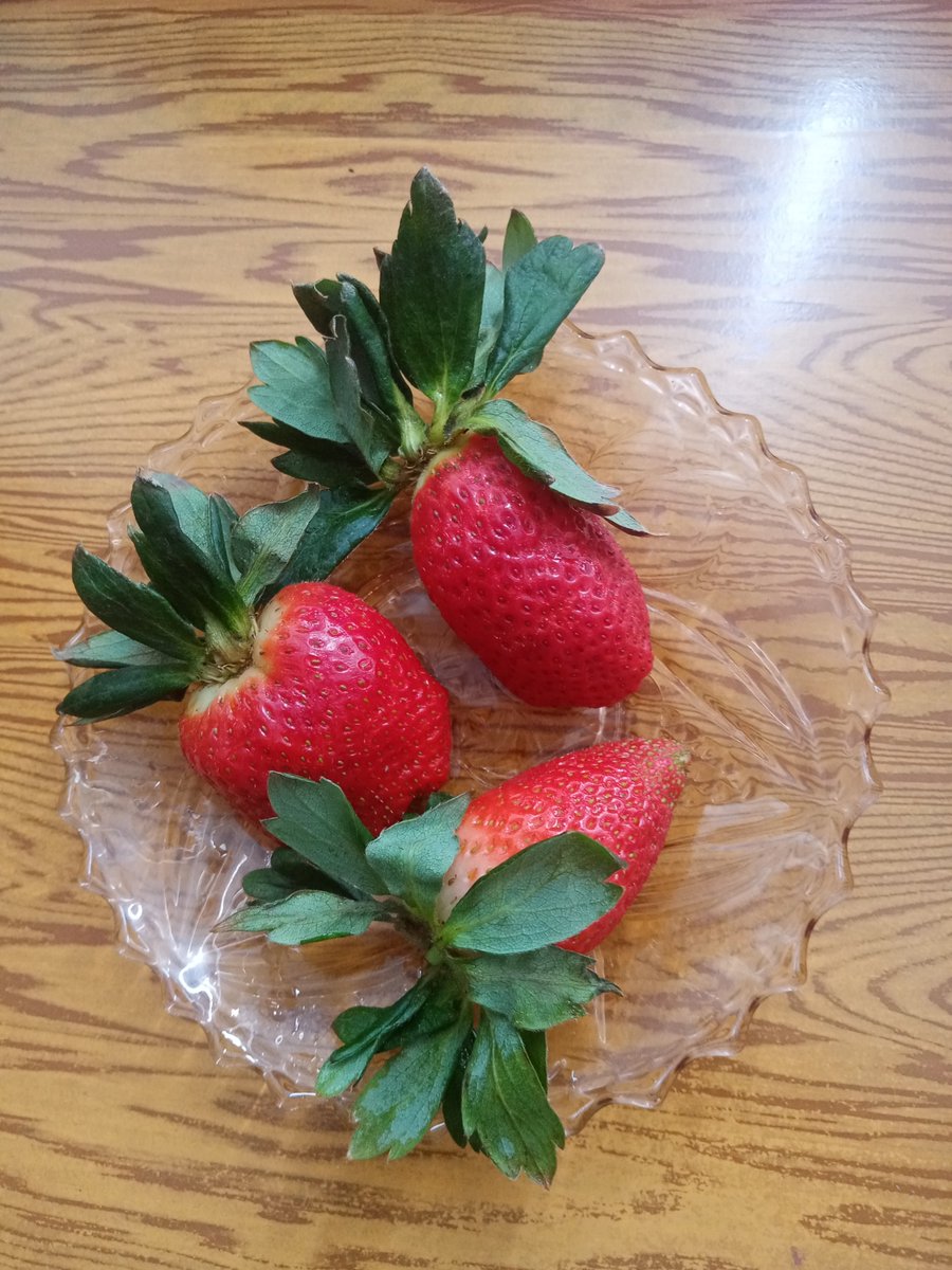 Petyap_'s tweet photo. You don't have to look perfect or good you just have to taste sweet. periodt haha 
GMO strawberries time 🍓😋 https://t.co/8UIAXqeNO3