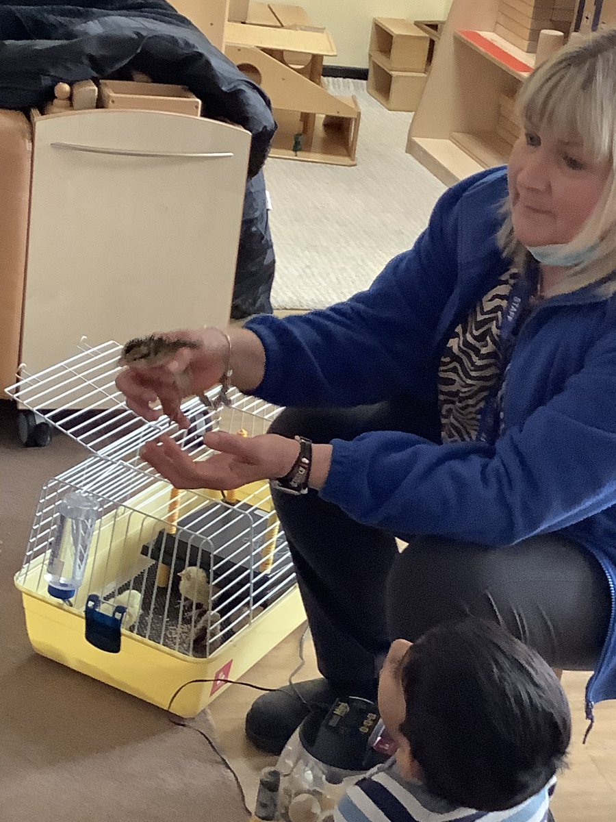AbercrombyNS's tweet image. Our chicks have hatched! We have counted down each day and eventually we have 5 fluffy chicks. Tam showed us where they would be living for a while in something called a brooder. This keeps them snuggly and warm. #eyfsspring #eyfsnewlife #eyfstheworld