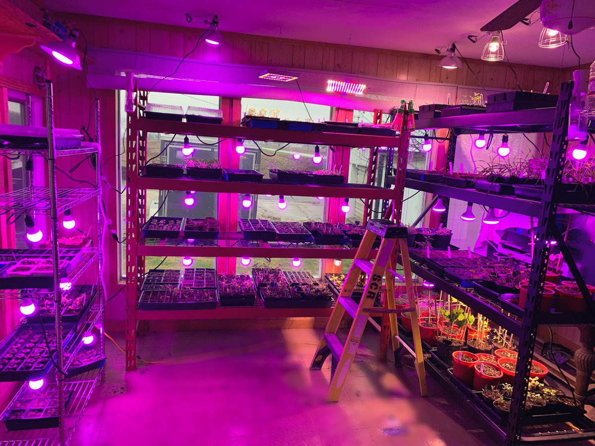 Main finishing place, a sunroom, then they’ll go into the new greenhouse, once the build is complete; looks like I’m growing weed or having one hell of a party. There are 75 different varieties of flower,herb,&amp; vegetable plants here; some will graduate to bigger containers today.