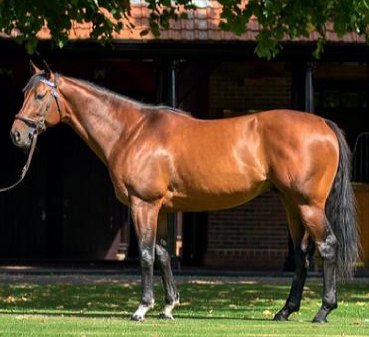 frankel247's tweet photo. Guess who this son of Frankel is ?
Clue he won the Champion Stakes ( twice ). https://t.co/gT8WNyvXHI