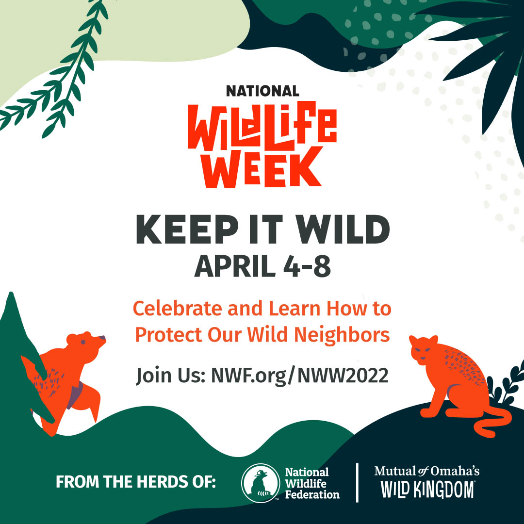 National Wildlife Week is next week! Explore the beauty and diversity of wildlife in America’s big backyard! Find out how you can celebrate NWW on campus at nationalwildlifeweek.nwf.org #ProtectOurWildNeighbors