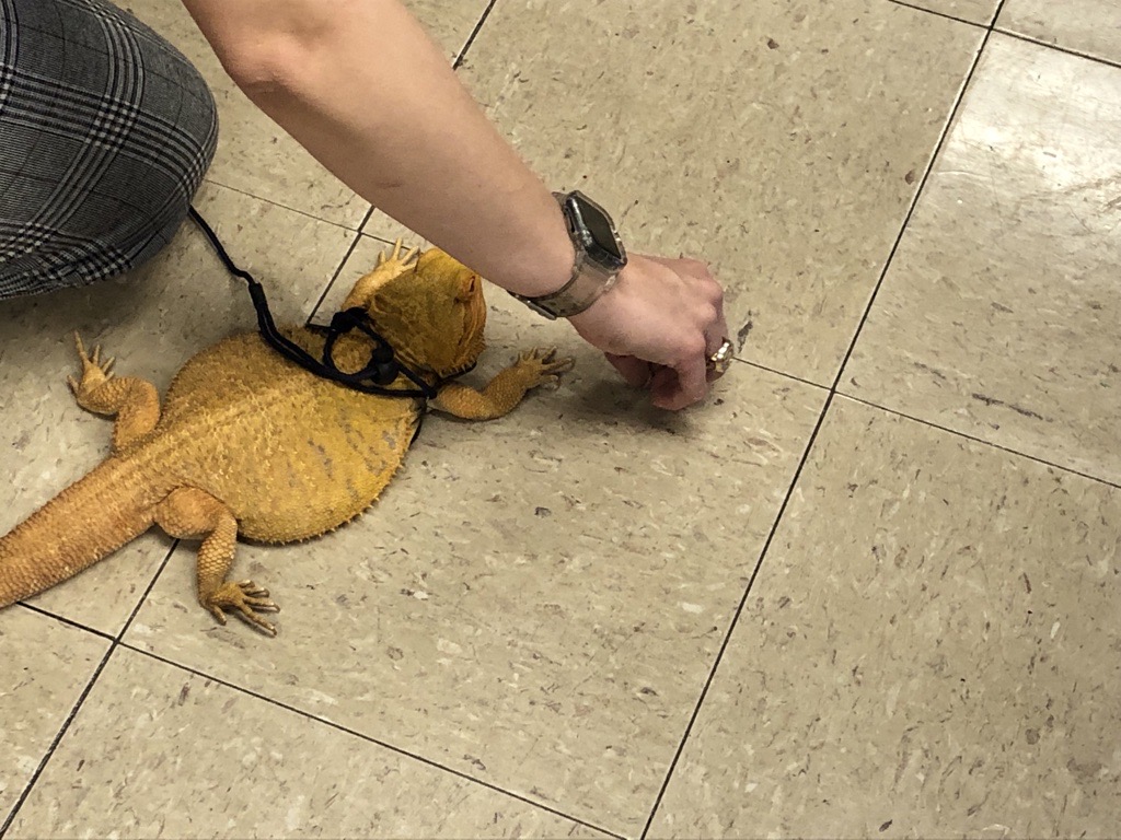 Happy Thursday everyone. Today we are highlighting last Thursday's guest visit to Langford elementary by Toothless the Bearded Dragon. The children got learn all about him and even got the chance to pet him.