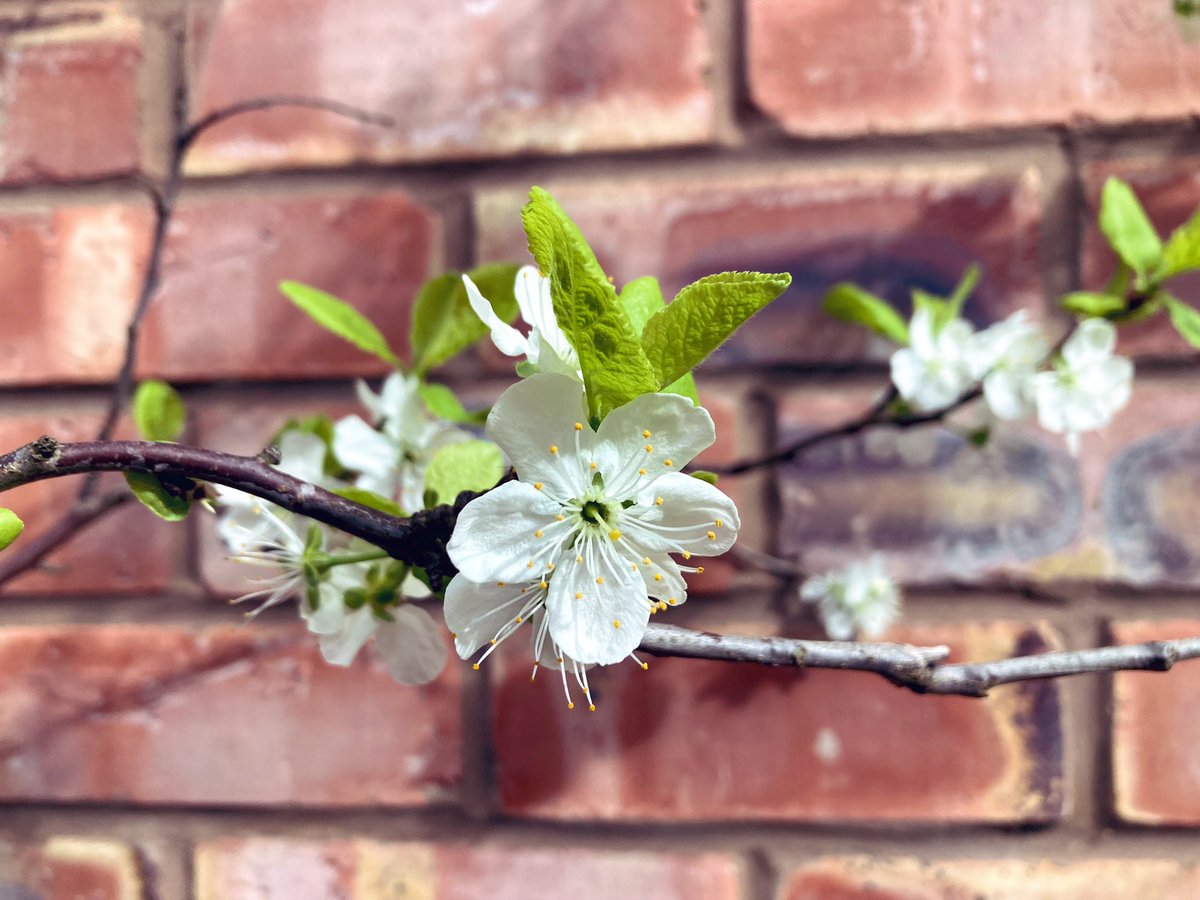 mak_nono's tweet photo. I heard that girls who share their blossom on twitter get lots of really interesting new followers π
#TestingTheTheory https://t.co/LtLkTeLeva
