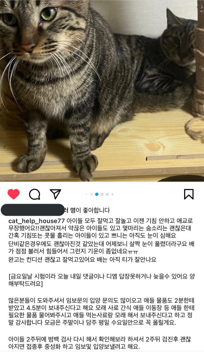 cat_help_house's tweet photo. 관심 가져주신 모든분들께 감사드립니다! 그리고 아주 작은 소액이라도 미성년자 구조자님껜 아주 아주 큰 도움이 됩니다. 밀린 병원비가 아직 많은데 아이들 치료와 출산, 중성화가 남아 있습니다… 부디 아이들이 치료 잘 받고 좋은 곳으로 입양 갈 수 있도록 지속적인 관심 부탁드립니다. https://t.co/4dUvbJNIvA
