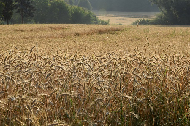 [A LIRE] [#ECHOPHYTO]
<a href="/FNEasso/">📦🦋 France Nature Environnement</a> dresse dans un rapport le constat d'échec du programme Echophyto. @bdefos va plus loin et évoque les dommages réels au-délà de l'environnement 👉auxilia-conseil.com/echec-des-plan…