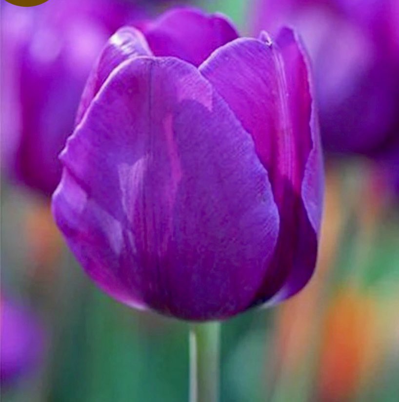 GeekGarden's tweet photo. My dear aunt is dying of leukemia. Her favorite color is purple &amp; her favorite flower is a tulip. She only has a handful of days left here on this earth. I want to bring her some of these today &amp; then after her passing plant them in my garden in her memory 💜💔
#Tulips #leukemia https://t.co/433J3FqcbD