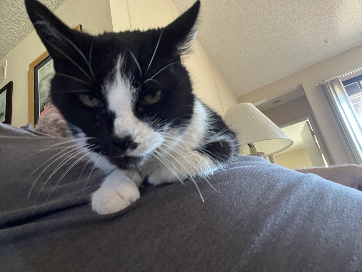 ballothecat's tweet photo. @alwaysDemocrat7 Good morning #BellyTime https://t.co/NAbHfzOZPS