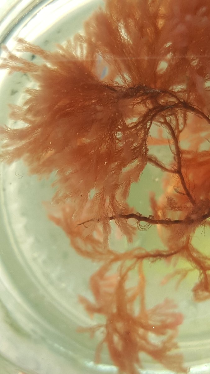 mansingraj1's tweet photo. Came across this beautiful red algae #seaweed. Trying to identify. Produces a brilliant red colour in water. #seaweed 
#redalgae #marinealgae https://t.co/pvZICATlos