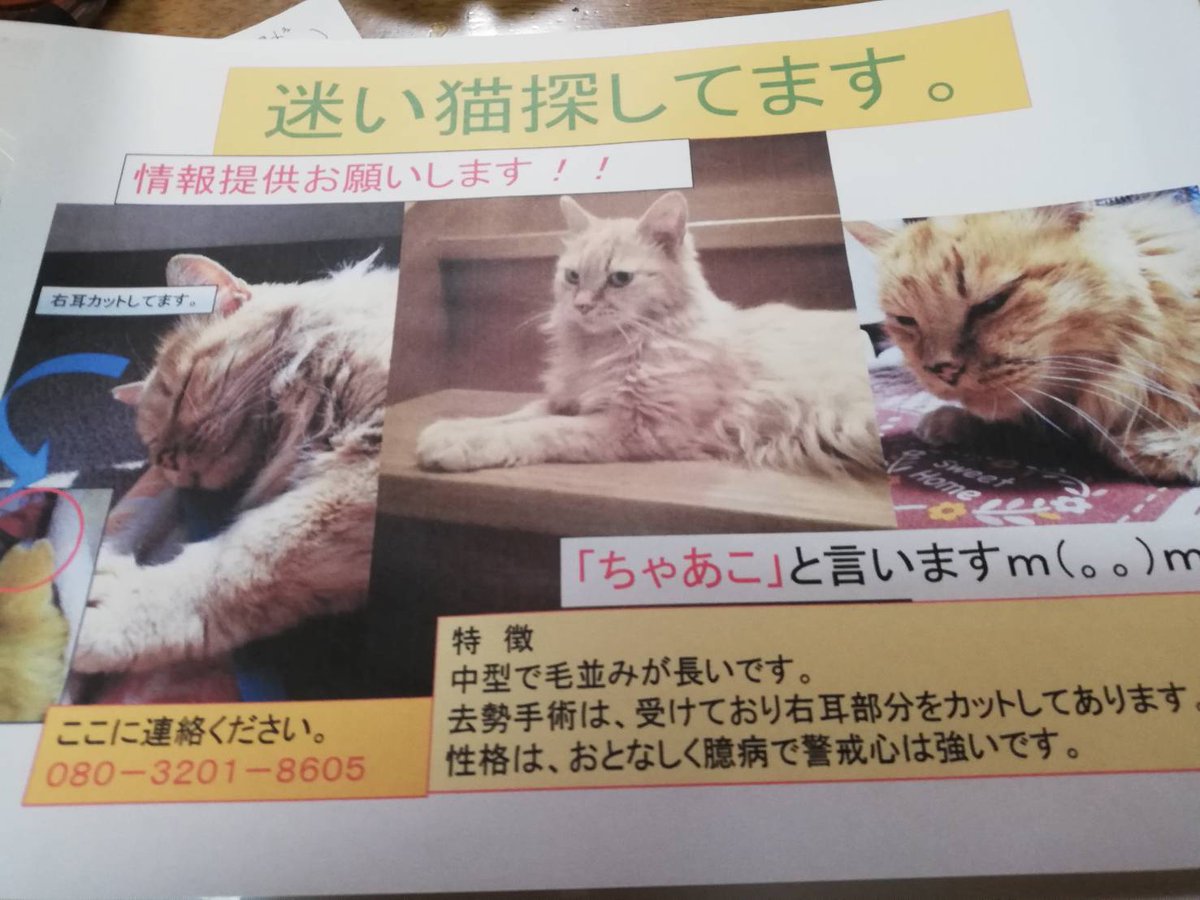 鍵しっぽ Peachplum119 Twitter