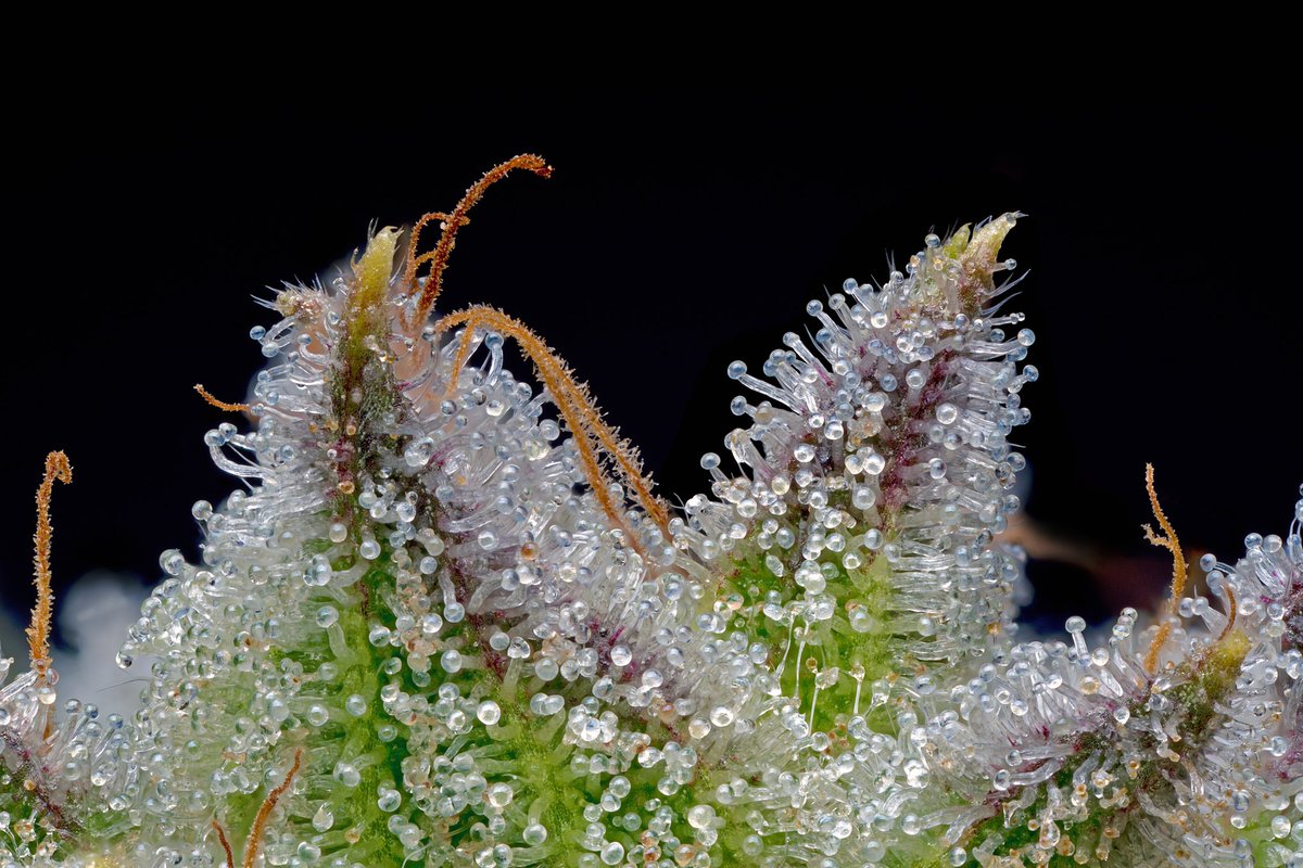 Banana OG. #trichomes #mmemberville #cannabis #cannabismacro #macro #macrophotography