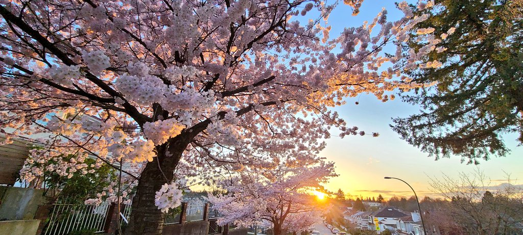 howyougo's tweet photo. Vancouver pretty in pink!
#sunset #chasingthesunshine #bcstorm #Wednesday #March #ohsopretty #springtimeinthecity
#StormHour #Vancouver #spring #cherryblossoms #prettyInpink #westcoast #streetsofvancouver #ShareYourWeather #trees๐๐ธ https://t.co/WCIf8TWM88