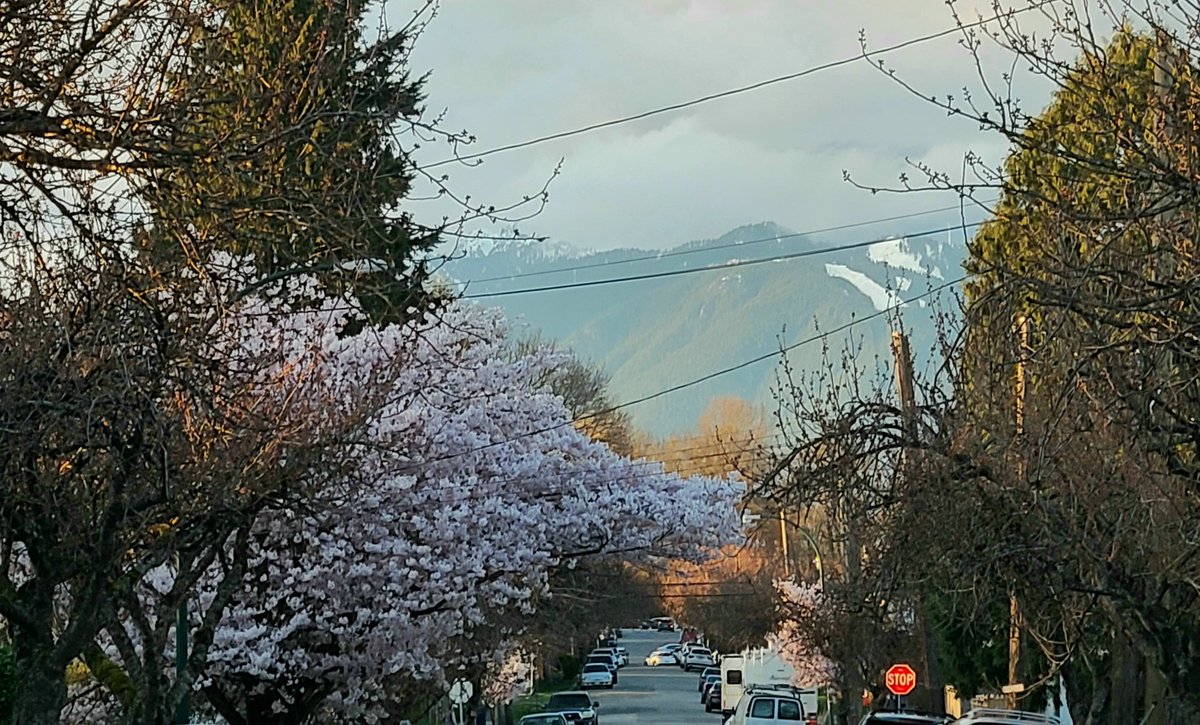 howyougo's tweet photo. Vancouver pretty in pink!
#sunset #chasingthesunshine #bcstorm #Wednesday #March #ohsopretty #springtimeinthecity
#StormHour #Vancouver #spring #cherryblossoms #prettyInpink #westcoast #streetsofvancouver #ShareYourWeather #trees๐๐ธ https://t.co/WCIf8TWM88