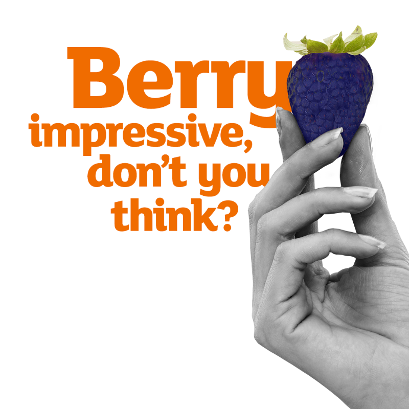 sainsburys's tweet photo. Love strawberries? Raspberries? Blueberries?  🍓 

Look no further.
Sainsbury’s brings you… 🥁 
The Sainsberry.

A strawb-rasp-blueb-goji-cran-berry hybrid. 
Your five-a-day in just one fruit.
Berry impressive… don’t you think? 👀