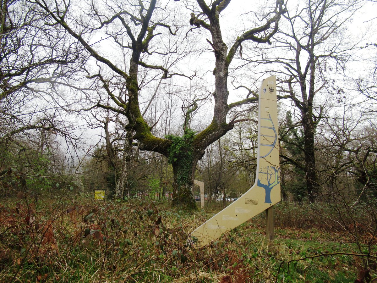 anderiza's tweet photo. Las formas de estos robles no son naturales. Los guiaron hace siglos, con podas y pesos, para obtener las grandes piezas curvadas que necesitaban en la construcción naval. Caminas por el bosque y ves galeones. (Un trabajo de @albaola en el bosque de Dantzaleku, Altsasu). https://t.co/pxLbmww7KB