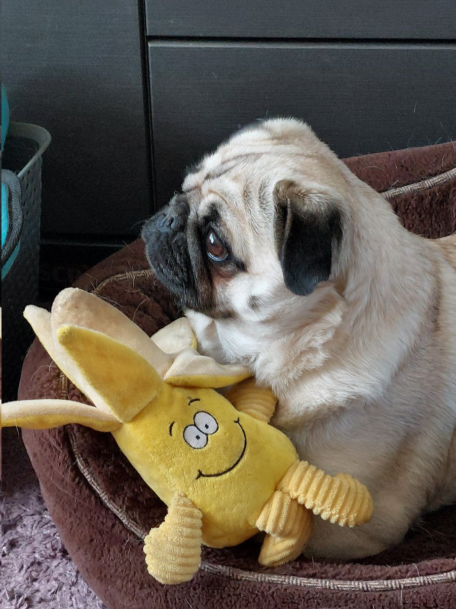 justme_tracey's tweet photo. Look my Twitter friends I have my Mr Banana ! #MrBanana #FavouriteToy #Pugtoy #JustforDogs #JustForFun #puglife #PugFun https://t.co/P4DAbNWrcM
