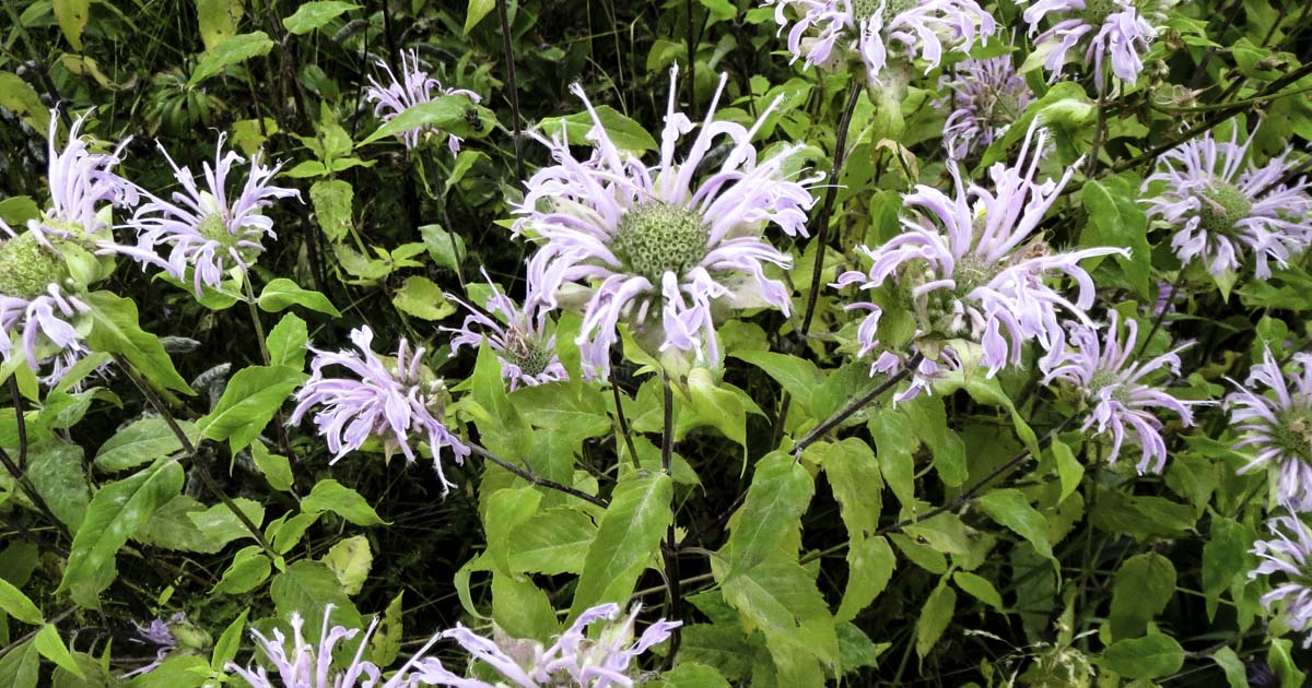 #DYK we have some plants featured on our website? Meet Wild Bergamot. This plant is used to help propagate the plants at our greenhouse. Read more: kayanase.ca/2020/08/wild-b… #greenhouse #greenhousegrown #NativePlants #plants #greenhouseplants