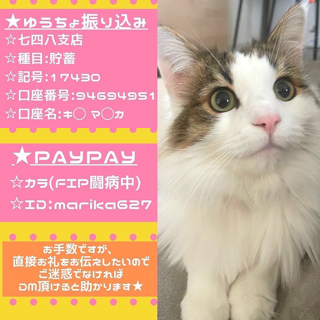 coco_k716's tweet photo. #クラウドファンティング 挑戦中
残り20分です😵‼️‼️
愛猫カラがFIPに😭高額な治療なりお力添えお願いします🙇‍♀️達成率69.29%💦
⏩https://t.co/d4ZI87Ah8U
ご支援お願いします🤲🏻直接支援可能です🙇‍♂️
#fip #猫伝染性腹膜炎 #猫好きさんと繋がりたい  #猫   #猫のいる幸せ　#猫のいる暮らし #猫のいる生活 https://t.co/rwHqVKIScu