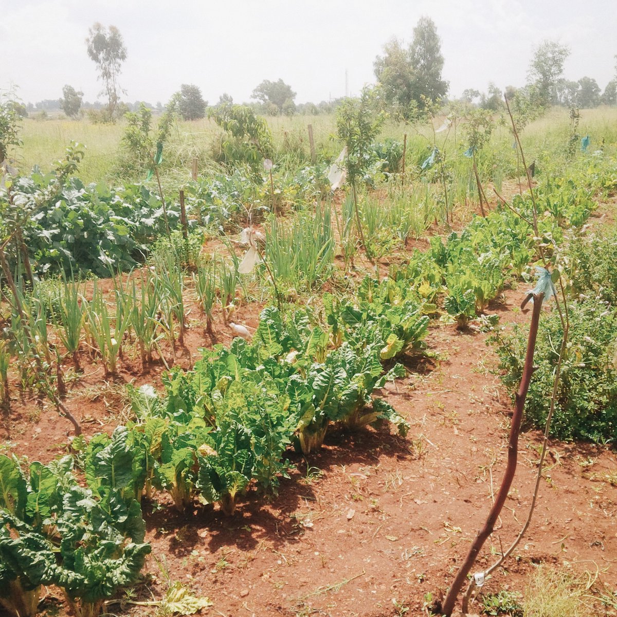 ftfa's tweet photo. In 2021, Starke Ayres backed a tree-planting project in Sicelo, Gauteng. 144 fruit trees were planted through our #TreesForHomes programme. Starke Ayres is also donating seeds and backing food garden projects.
Thank you, @StarkeAyresGC!
#FruitTrees #FoodForests #FoodSecurity https://t.co/VHCXNyCrcI