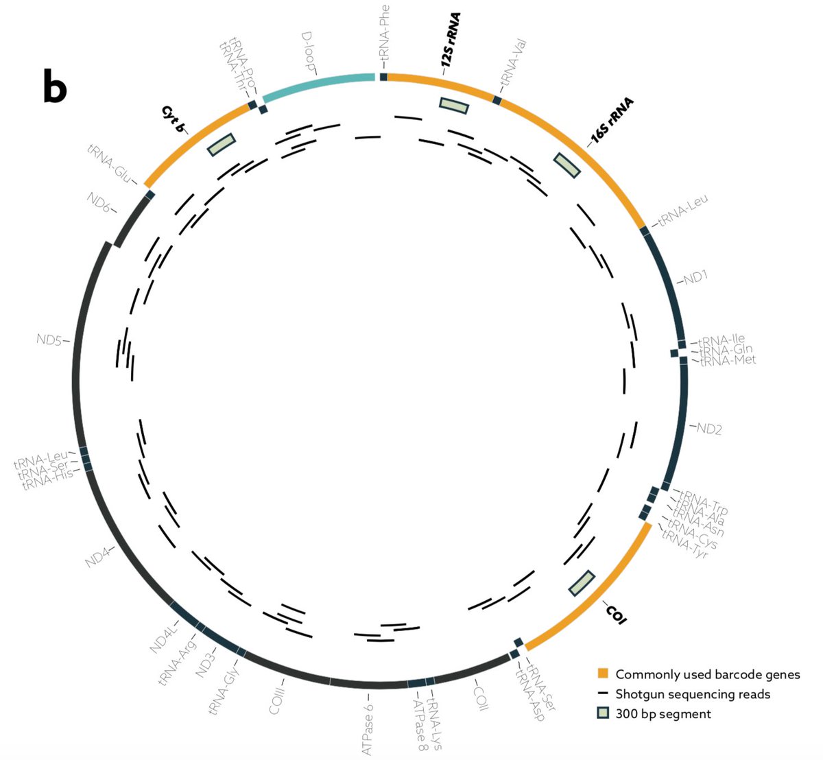 Taal Levi tweet media