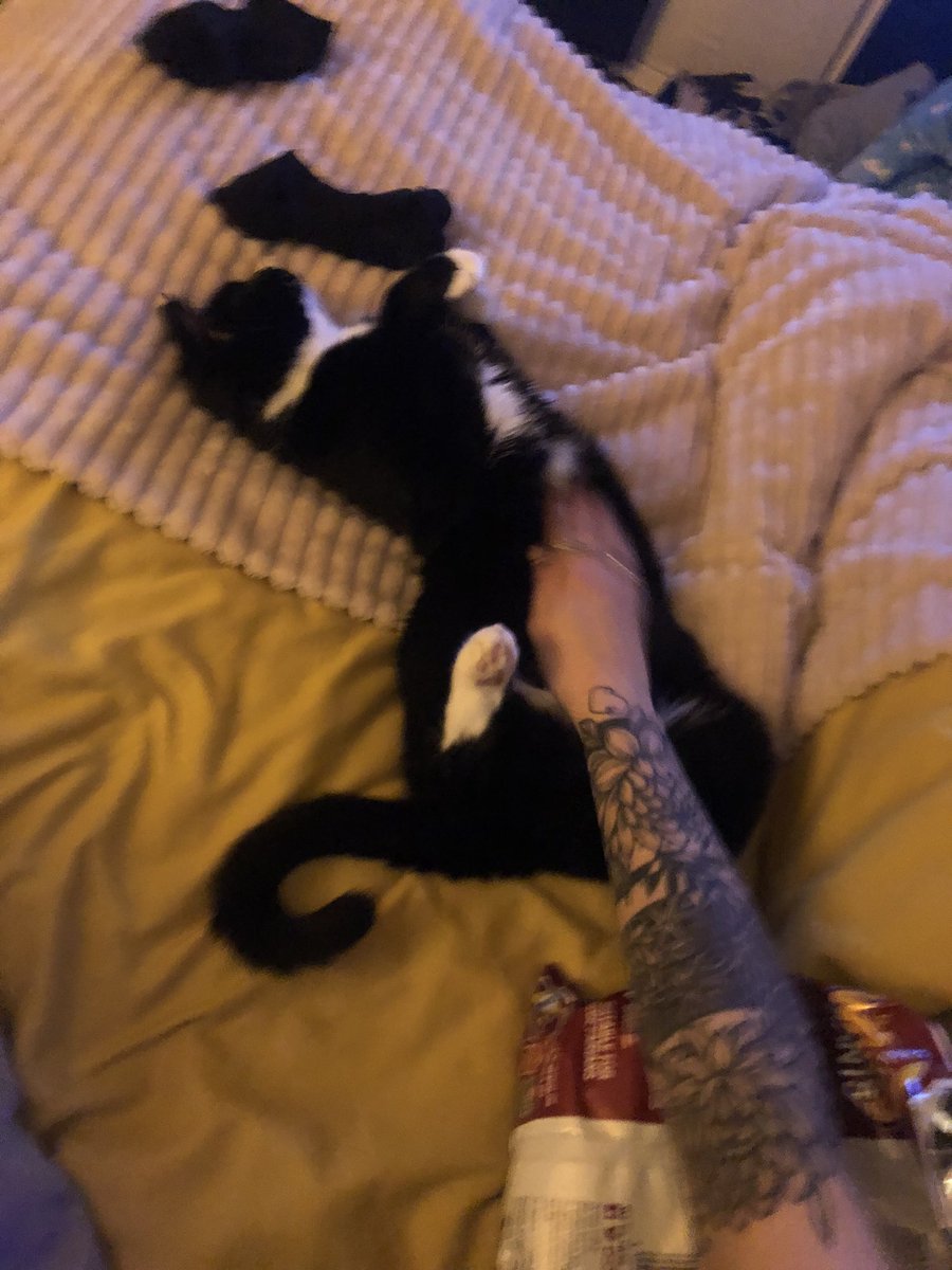 brenmccourt's tweet photo. Socks update: cuter every day 🥺 https://t.co/t2DSEAYbxN