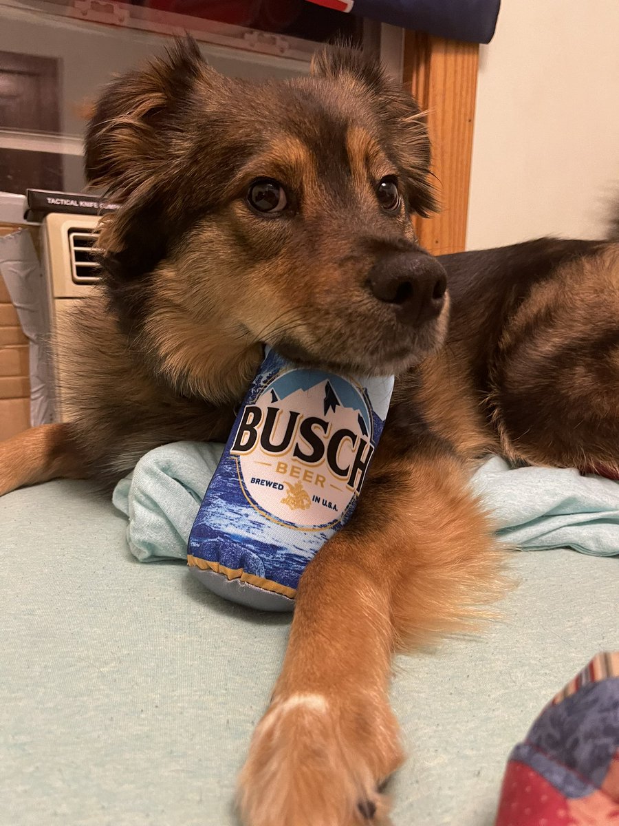 hann0423's tweet photo. @BuschBeer safe to say my pup likes the dog brew!! With his free toy💕 https://t.co/RFxVD3cuSa