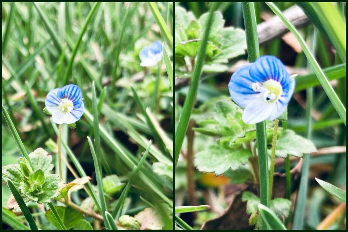 MHJGardenDesign's tweet photo. This is the #birdeyespeedwell , (veronica persica) a wildflower native to Eurasia. These particular flowers were tiny, about the size of a baby's fingernail. 💐
#wildflowers #flowerhunting #TwitterNatureCommunity https://t.co/TJBRkoAXHV