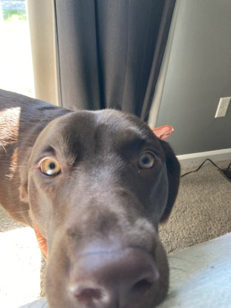 2022phsntag's tweet photo. Adam Hellmich of Post Nerf Clarity is out by Reid Fleming of See Ya North “beware of the watch dog” https://t.co/mLpPmeqLNv