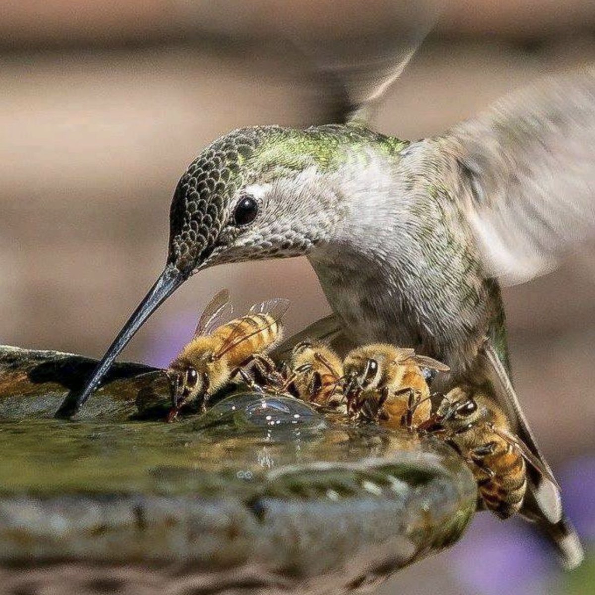 Aquí apreciamos una composición única: dos especies de #polinizadores compartiendo la misma agua que les da vida; posteriormente ellos ayudarán en la vida de otras especies. Todo está conectado 🌸💧🐝

#naturaleza #bees #pollinators #hummingbird
