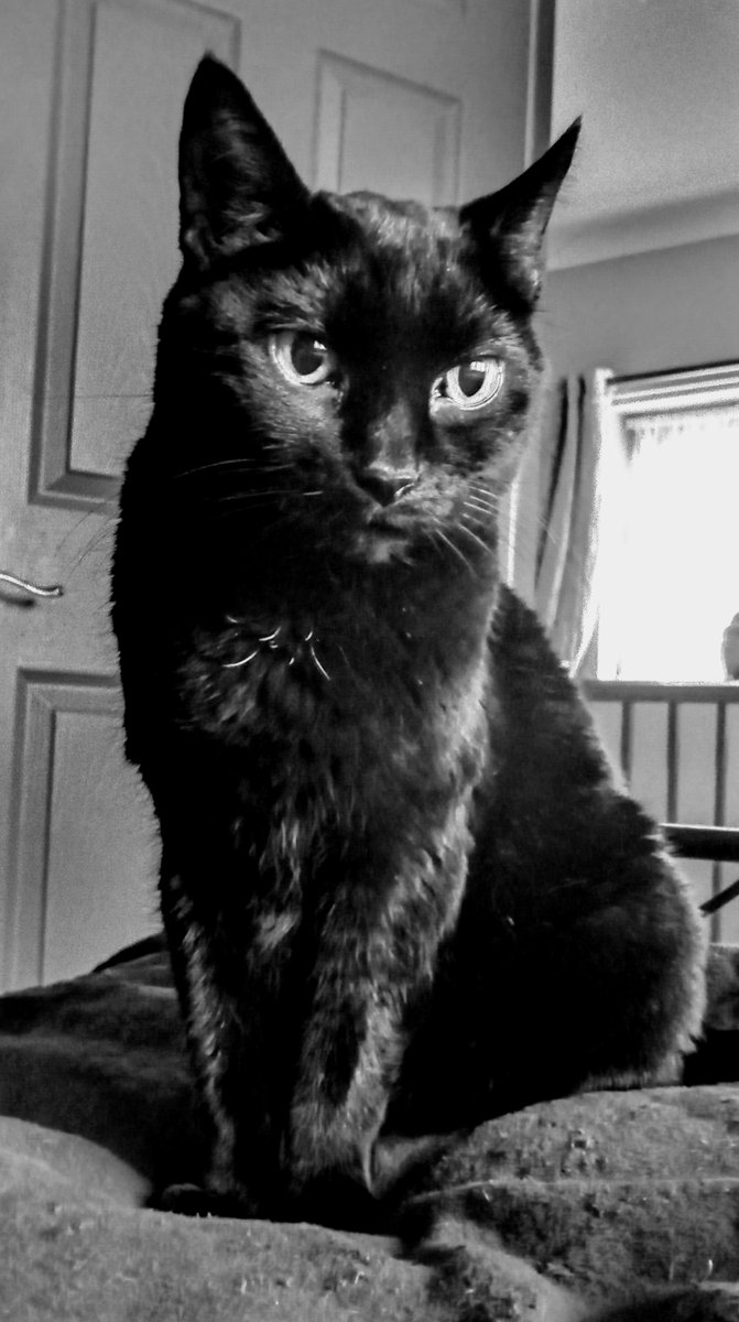 Hubbybubble's tweet photo. Absolutely heartbroken my little cat Mabel has a tumour in her stomach 😿😿. #daddiesgirl #AdoptDontShop #cancerinpets https://t.co/3adMT0BcRC