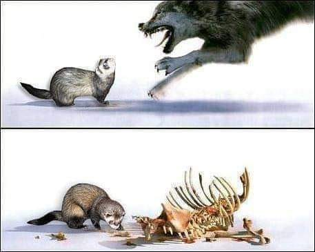 SubRosaMagick's tweet photo. #ferrets #catsnakes #carpetsharks #mustelids https://t.co/YXo21nrv1S