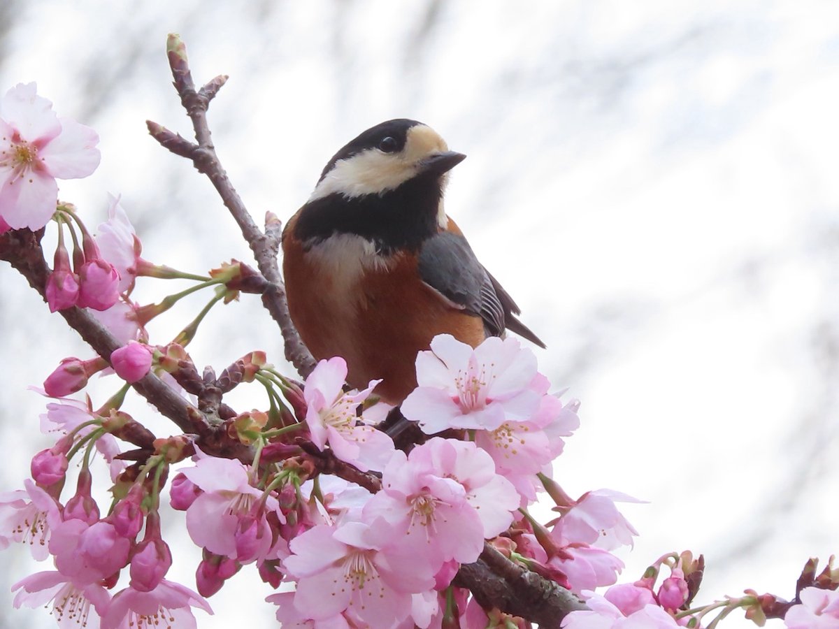 pastirica's tweet photo. Varied tit (Sittiparus varius) playing among cherry blossoms: 

#BirdsSeenIn2022 #wildlife #nature #birder #birdtonic #birdwatching #birdphotography https://t.co/za8DGZmukS