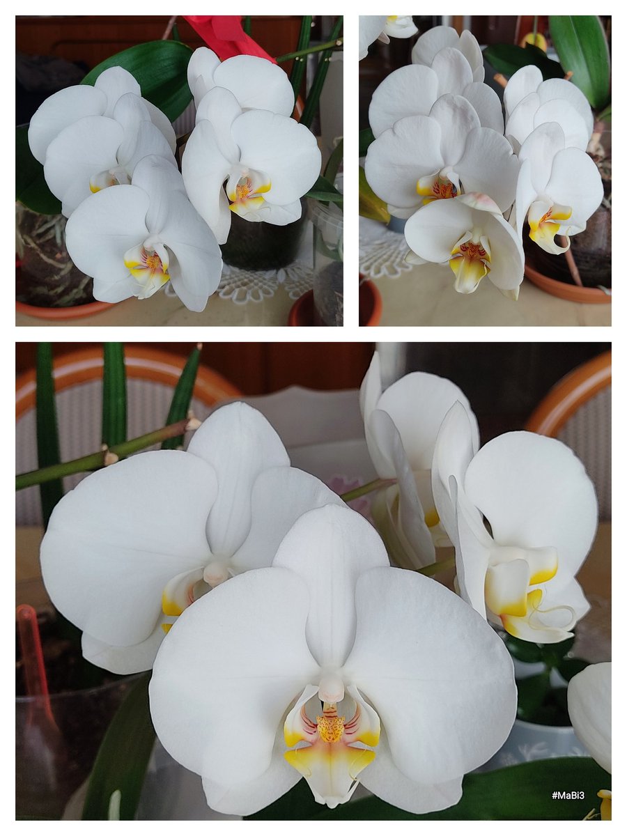 MariangelaBisco's tweet photo. Le mie 3 bambine completamente fiorite 😍🥰😍 #orchidee #bianchezza #fiorellinimalvagi #vaniglia #bellezza che rilassa.. #MaBi3 #senzafiltri
🌷🪷🌷🪷🌷 https://t.co/4PMoDPwIB4
