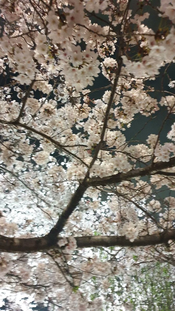 s30322's tweet photo. 봄이 왔네요  cherry blossoms are almost  out in Busan, Korea 🥰🥰🥰 https://t.co/5rhwuiicFw
