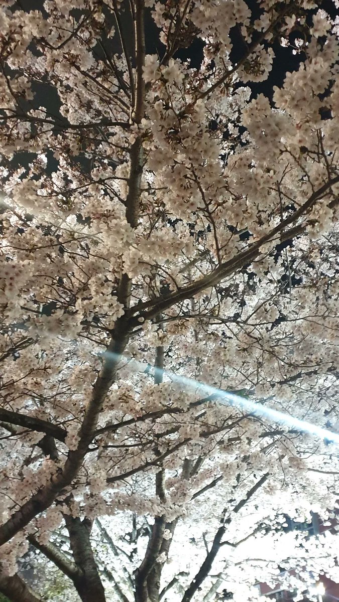 s30322's tweet photo. 봄이 왔네요  cherry blossoms are almost  out in Busan, Korea 🥰🥰🥰 https://t.co/5rhwuiicFw