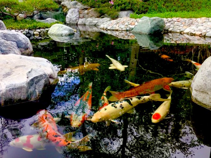 FWGdesigns's tweet photo. Koi ponds have great aesthetic appeal. They often serve as the focal point and main feature of your property. Since they can be customized to be any shape and size, we can work with you to create the perfect pond for your property. https://t.co/ZwraLzHqcP