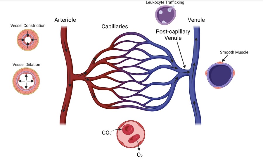 ajpheartcirc's tweet photo. #ArticlesInPress: Assessments of #Microvascular Function in #Organ Systems
Cynthia Xu, Frank W. Sellke, and M. Ruhul Abid
https://t.co/nROpJAs6fg
@BrownMedicine @RIHospital
#MicrovascularImaging #cardiovascular
#EndothelialFunction #OrganSpecific https://t.co/6eN6DZaLsh