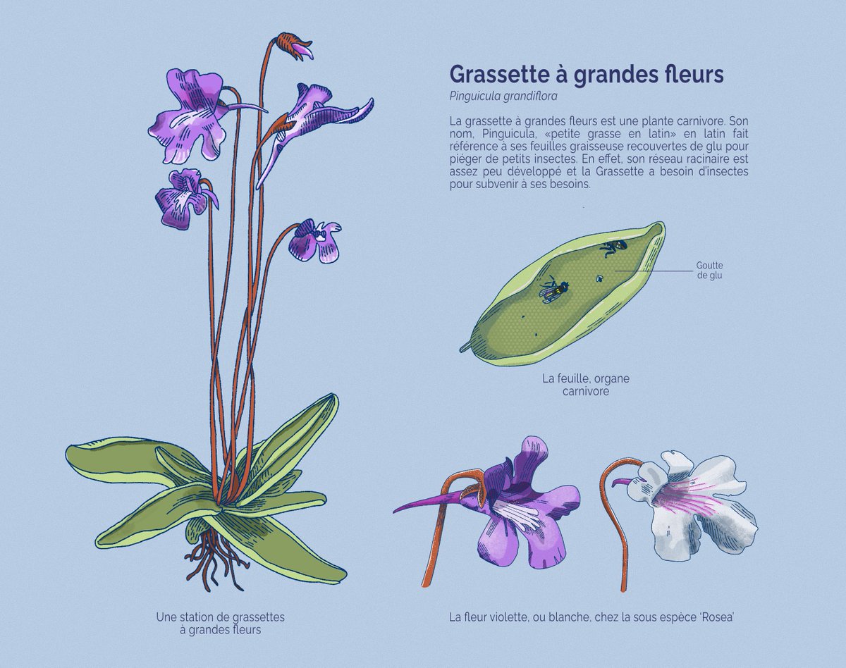 The carnivorous ✨Pinguicula grandiflora✨