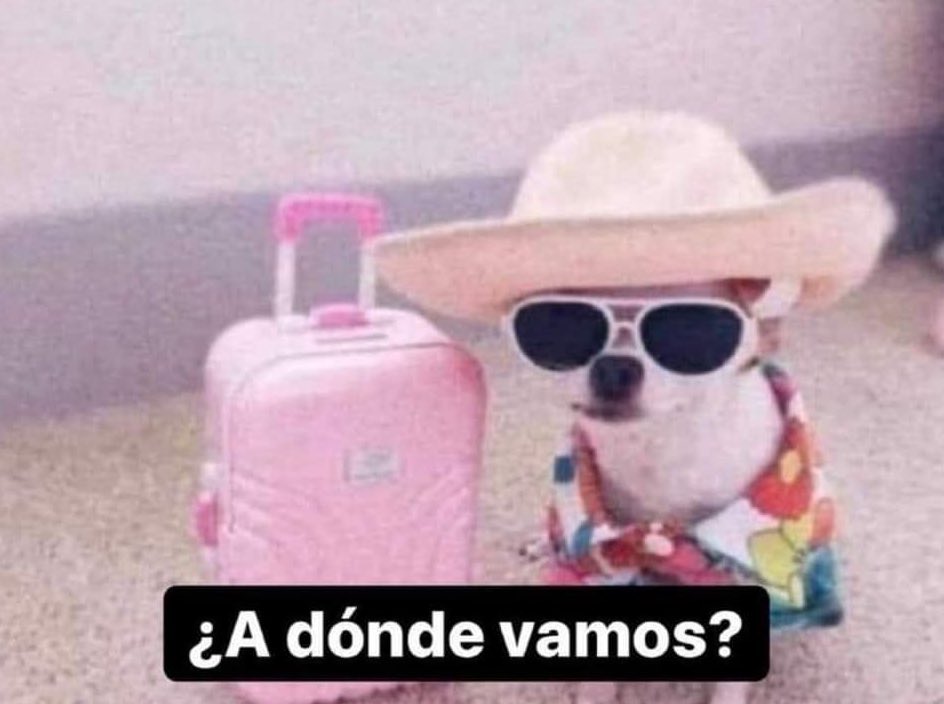 DiloConPerritos's tweet image. *Agarro las llaves*

Mi perrito en corto: