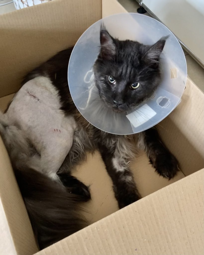 Shadow_WolfCat's tweet photo. Just got home 🏡 I broke my leg 🥲 and had an emergency surgery 🚨👨🏻‍⚕️ #Hospital #accident #Surgical #CatsOfTwitter #mainecoon https://t.co/bX0hOrrRf1