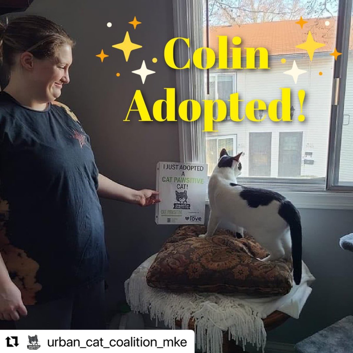 GreaterGoodorg's tweet photo. Sweet Colin at @urban_cat_coalition_mke has been adopted! He's another #CatPawsitive graduate.✨His new mom is a rescue advocate &amp; volunteer who's excited to keep up with his clicker training. Congrats Colin! Thank you to @petcolove for supporting this year's program! https://t.co/2K96p8JKXC