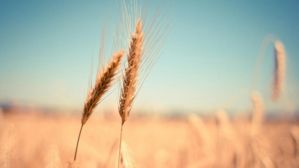 OLOGDubai's tweet photo. Ukraine war: How this small exporter is seizing opportunity to double wheat exports amid demand surge | The Financial Express https://t.co/Lqysks5Fw1 https://t.co/ZTofRYio9S