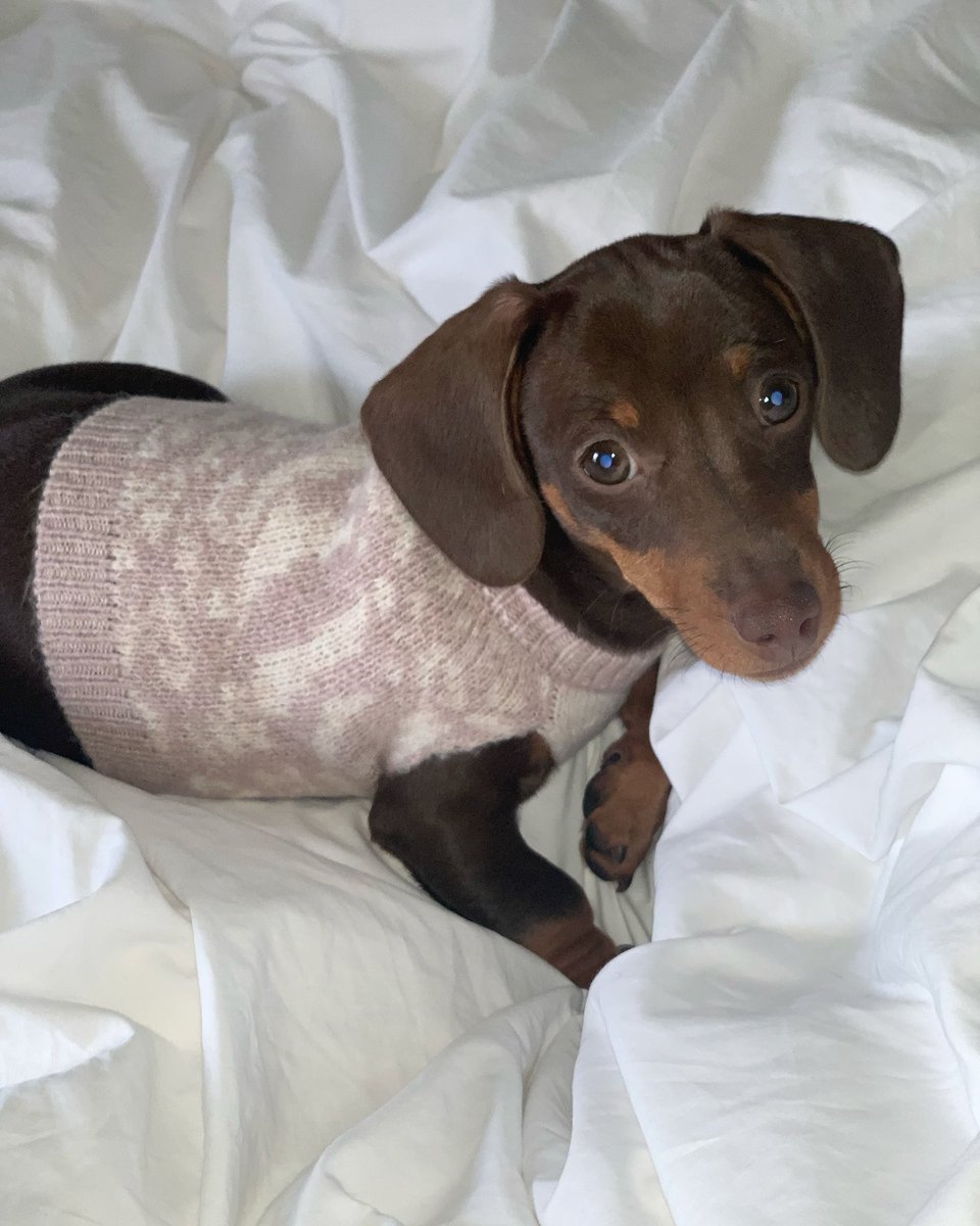fayewilliams0's tweet photo. #PLTpet @OfficialPLT @mollymaehague π€ https://t.co/9YErEirORL