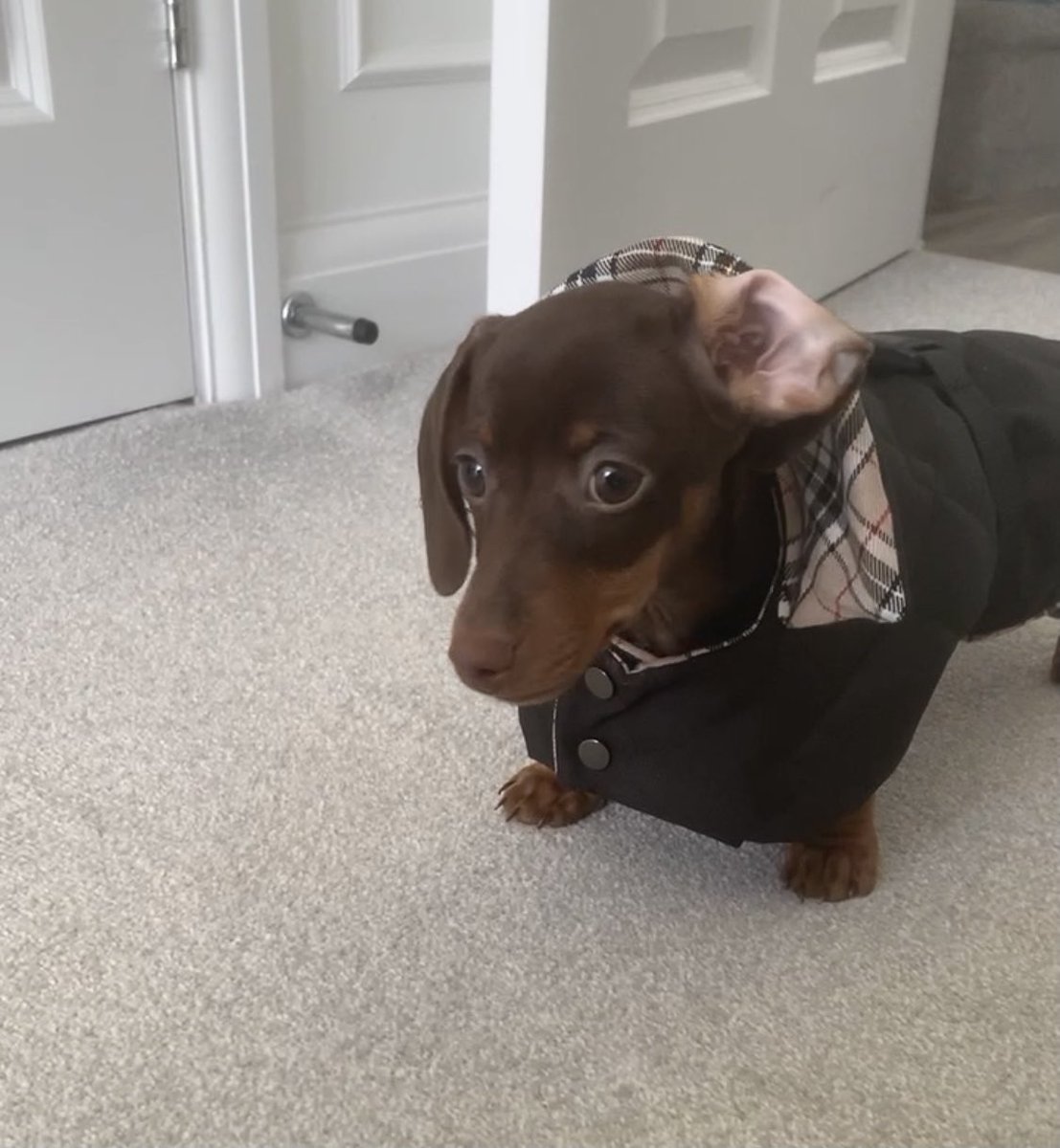 fayewilliams0's tweet photo. #PLTpet @OfficialPLT @mollymaehague π€ https://t.co/9YErEirORL
