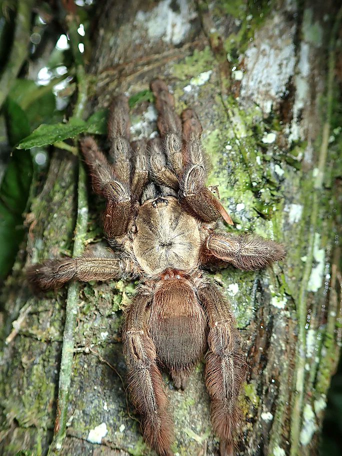 PalmOilDetect's tweet image. #Entomologist #Academic #TV presenter Dr George McGavin @georgecmcgavin on rapidly disappearing #biodiversity #fun @BBC expeditions and why he supports the #Boycottpalmoil #Boycott4Wildlife movement palmoildetectives.com/2021/10/18/ent… via @palmoildetect